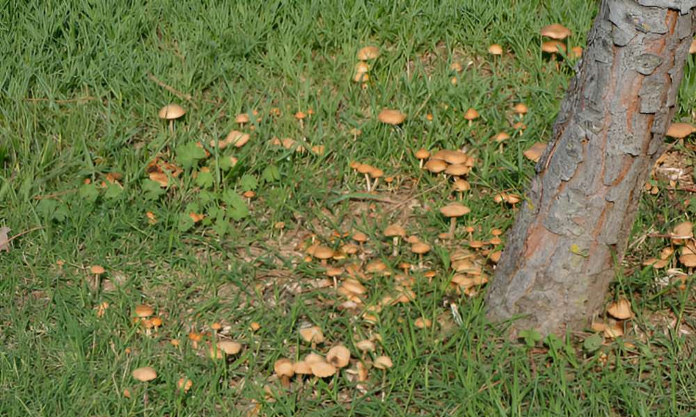 Outdoor Lawn Fungus Treating Ideas